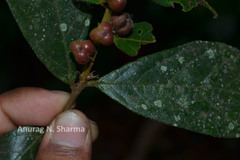 Cleistanthus malabaricus